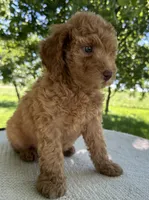 Charli, a female Miniature Goldendoodle for sale in Sullivan, IL – 3 of 6