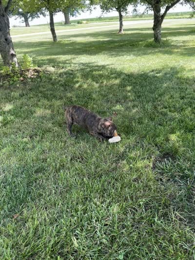Aniya, a female Frenchton for sale in Sullivan, IL – 6 of 6