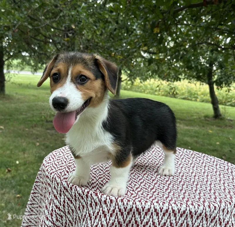 Autumn – Pembroke Welsh Corgi puppy for sale in Sullivan, IL