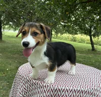 Autumn, a female Pembroke Welsh Corgi for sale in Sullivan, IL – 1 of 5
