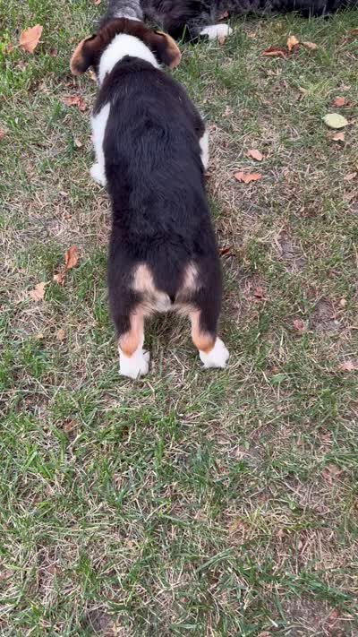 Coco, a female Pembroke Welsh Corgi for sale in Sullivan, IL – 5 of 5