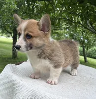 Houston, a male Pembroke Welsh Corgi for sale in Sullivan, IL – 3 of 6