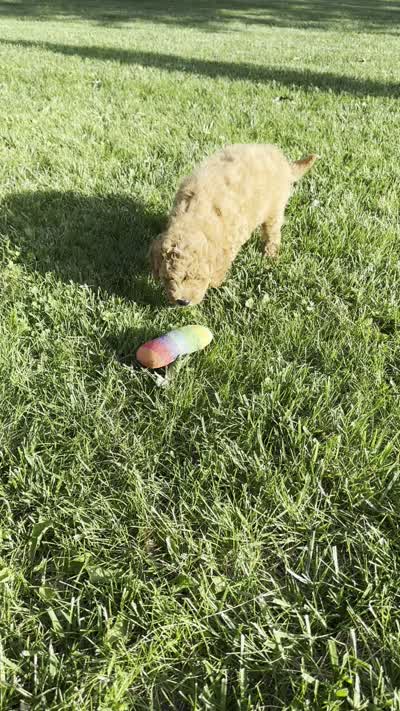 Rome, a male Miniature Goldendoodle for sale in Sullivan, IL – 6 of 6