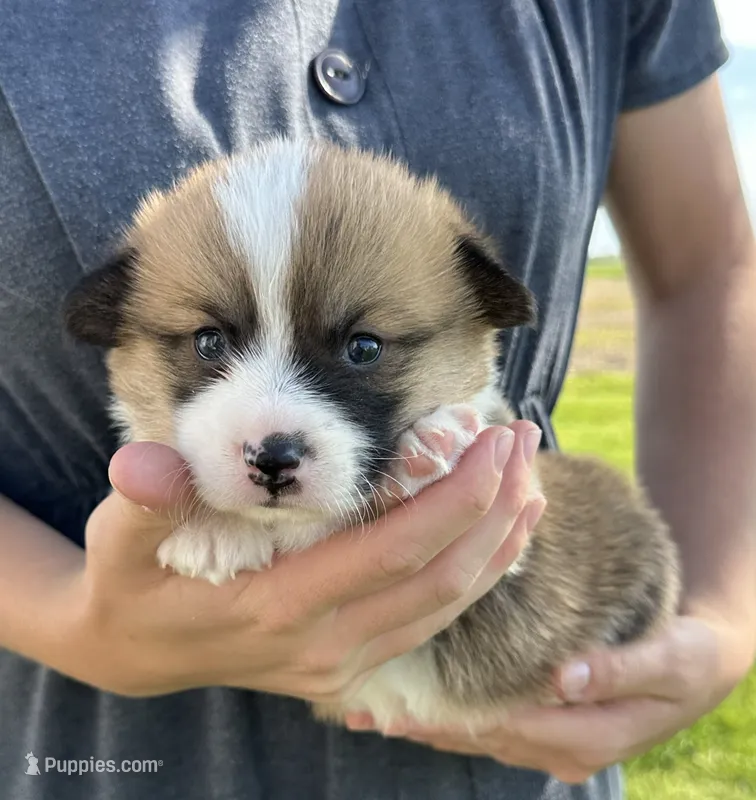 Sandy – Pembroke Welsh Corgi puppy for sale in Sullivan, IL