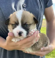 Sandy, a male Pembroke Welsh Corgi for sale in Sullivan, IL – 1 of 3