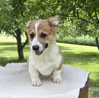 Sandy, a male Pembroke Welsh Corgi for sale in Sullivan, IL – 3 of 5