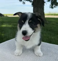 Skyler, a male Pembroke Welsh Corgi for sale in Sullivan, IL – 3 of 4