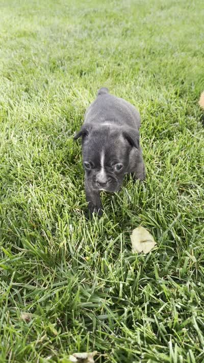 Aniya, a female Frenchton for sale in Sullivan, IL – 4 of 4