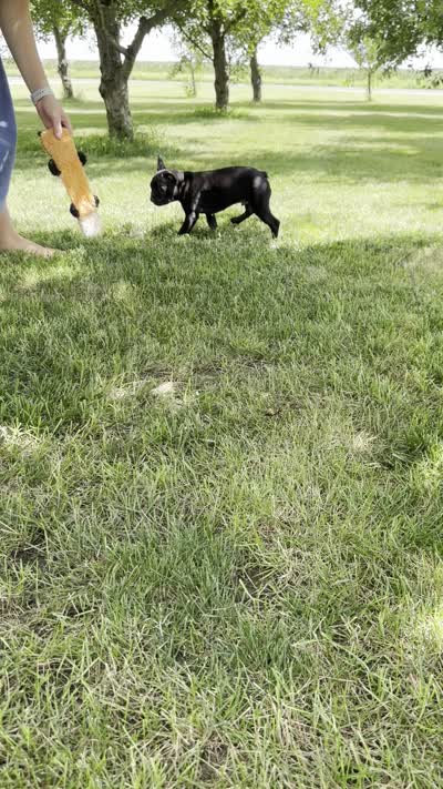 Everest, a male Frenchton for sale in Sullivan, IL – 4 of 4