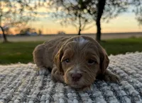Malcolm, a male Miniature Goldendoodle for sale in Sullivan, IL – Photo 3 of 3