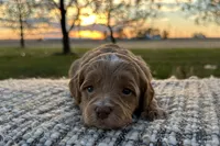 Malcolm, a male Miniature Goldendoodle for sale in Sullivan, IL – Photo 1 of 3