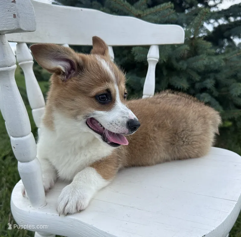 Sandy – Pembroke Welsh Corgi puppy for sale in Sullivan, IL
