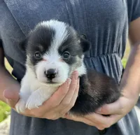 Sky, a male Pembroke Welsh Corgi for sale in Sullivan, IL – 2 of 2
