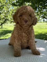 Effie , a female Miniature Goldendoodle for sale in Sullivan, IL – 3 of 4