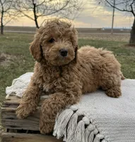 Emzara, a female Miniature Goldendoodle for sale in Sullivan, IL – Photo 3 of 5