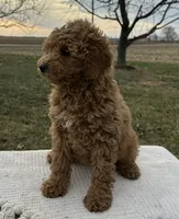 Emzara, a female Miniature Goldendoodle for sale in Sullivan, IL – Photo 2 of 5