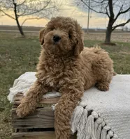 Emzara, a female Miniature Goldendoodle for sale in Sullivan, IL – Photo 5 of 5