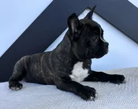 Kenzie, a female Frenchton for sale in Sullivan, IL – 5 of 6