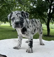 Forrest, a male Frenchton for sale in Sullivan, IL – 5 of 6