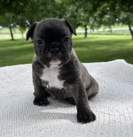 Kayda, a female Frenchton for sale in Sullivan, IL – 3 of 4