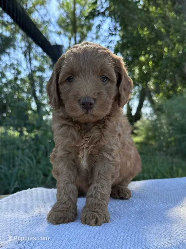 Scottie – Miniature Goldendoodle puppy for sale in Sullivan, IL