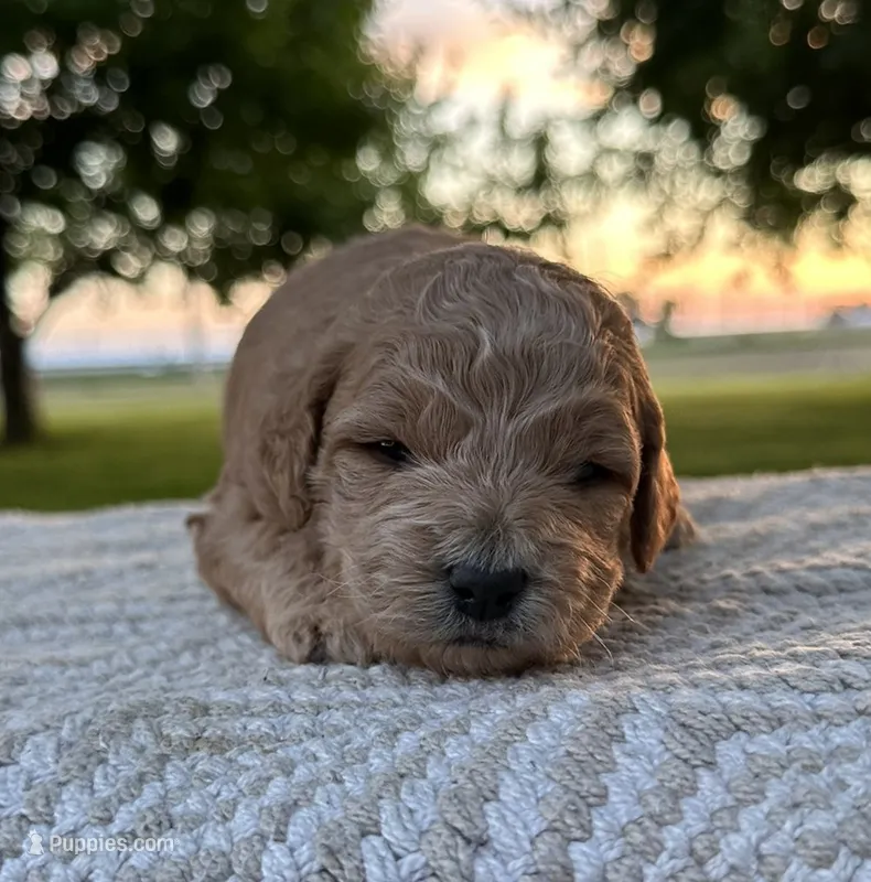 India – Miniature Goldendoodle puppy for sale in Sullivan, IL