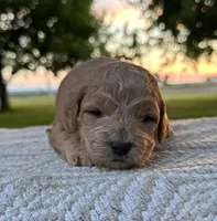 India, a female Miniature Goldendoodle for sale in Sullivan, IL – 1 of 1