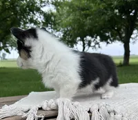 Marina, a female Pembroke Welsh Corgi for sale in Sullivan, IL – 3 of 4