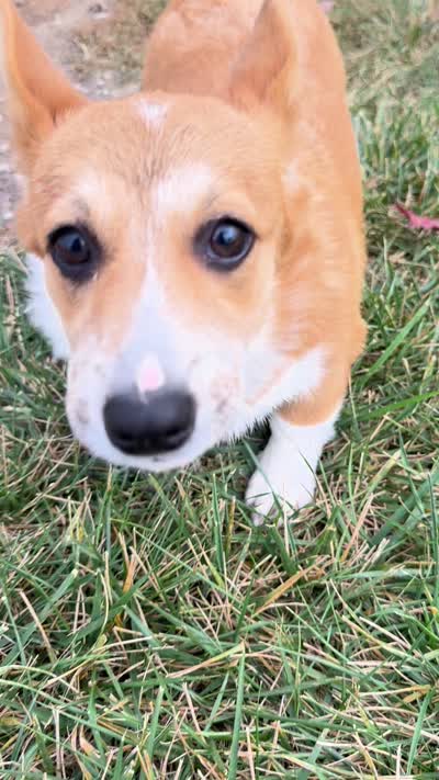 Ali, a female Pembroke Welsh Corgi for sale in Sullivan, IL – 4 of 4