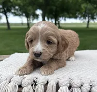 Diva, a female Miniature Goldendoodle for sale in Sullivan, IL – 3 of 4