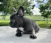 River, a male Frenchton for sale in Sullivan, IL – 3 of 5