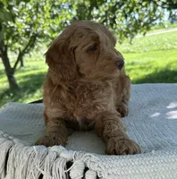 Bear, a male Miniature Goldendoodle for sale in Sullivan, IL – 2 of 5