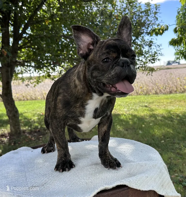 Ian – Frenchton puppy for sale in Sullivan, IL
