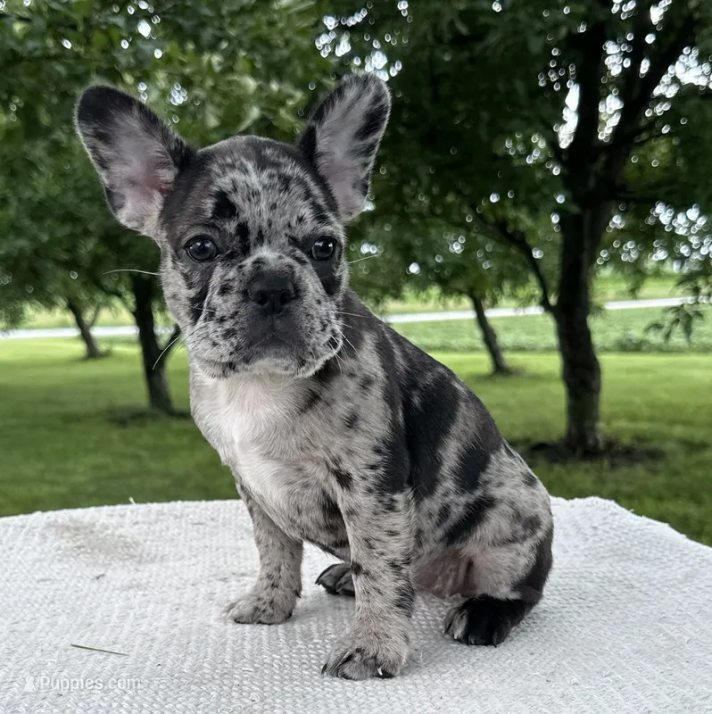 Meadow – Frenchton puppy for sale in Sullivan, IL