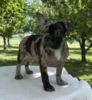 Maple, a female Frenchton for sale in Sullivan, IL – 4 of 6