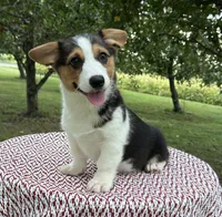 Coco, a female Pembroke Welsh Corgi for sale in Sullivan, IL – 3 of 5