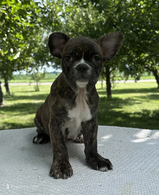 Aniya – Frenchton puppy for sale in Sullivan, IL