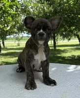 Aniya, a female Frenchton for sale in Sullivan, IL – 1 of 6