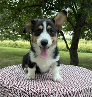 Wyatt, a male Pembroke Welsh Corgi for sale in Sullivan, IL – 3 of 5