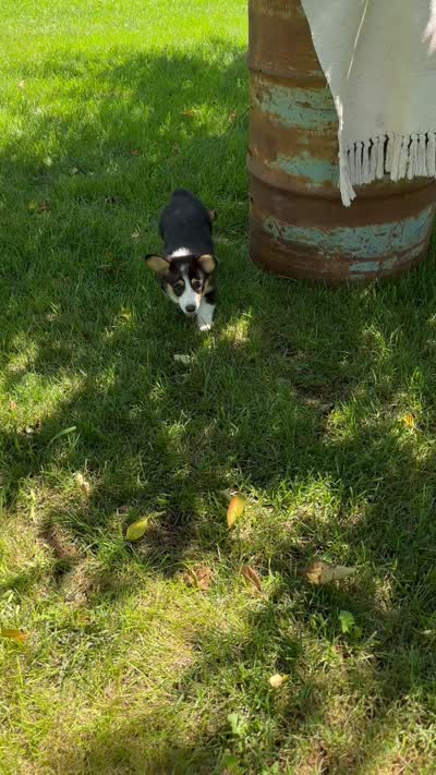 Wyatt, a male Pembroke Welsh Corgi for sale in Sullivan, IL – 6 of 6