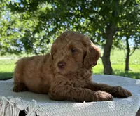 Scottie, a male Miniature Goldendoodle for sale in Sullivan, IL – 2 of 5