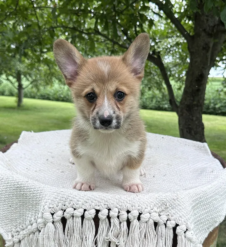 Ali – Pembroke Welsh Corgi puppy for sale in Sullivan, IL