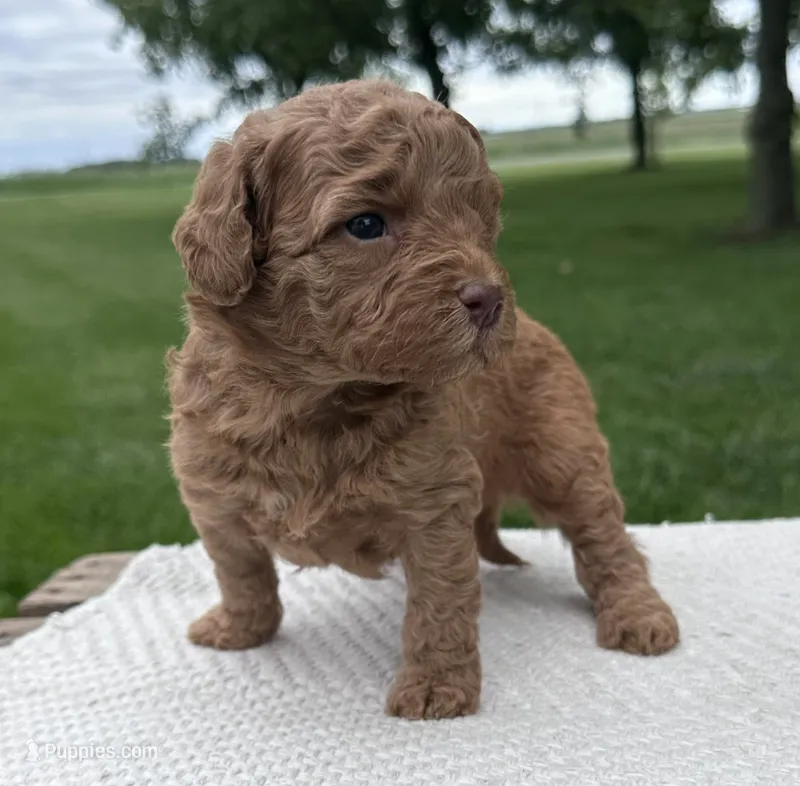 Effie  – Miniature Goldendoodle puppy for sale in Sullivan, IL