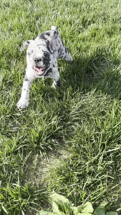 Forrest, a male Frenchton for sale in Sullivan, IL – 7 of 7