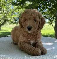 Rome, a male Miniature Goldendoodle for sale in Sullivan, IL – 2 of 6