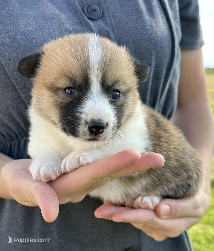 June – Pembroke Welsh Corgi puppy for sale in Sullivan, IL