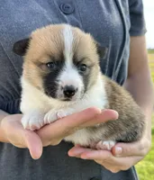 June, a female Pembroke Welsh Corgi for sale in Sullivan, IL – 1 of 2