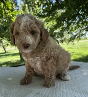 Sky, a male Miniature Goldendoodle for sale in Sullivan, IL – 5 of 6