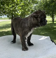 Aniya, a female Frenchton for sale in Sullivan, IL – 5 of 6