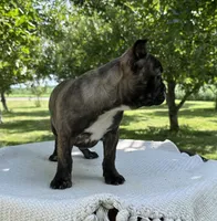 Kayda, a female Frenchton for sale in Sullivan, IL – 3 of 4